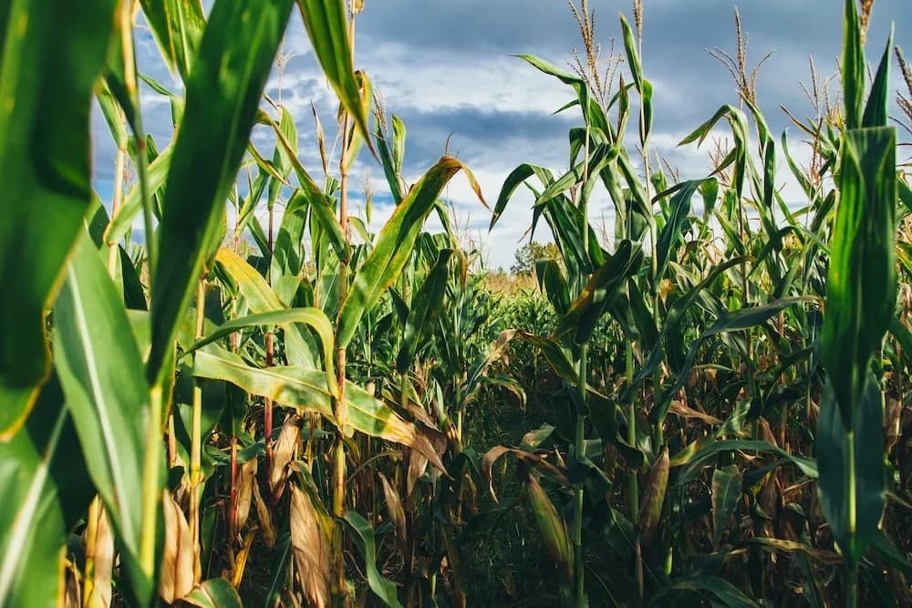 Corn Disease Computer Vision